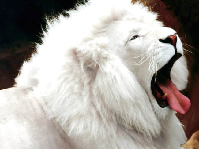 white-lion-top-wallpapers-hd-images-widescreen