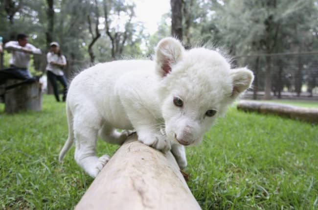 white-lion-cub-big