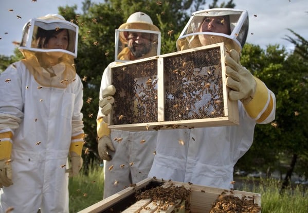 John Russo works with one of his bee hives at Carmel Valley Ranch