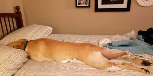 Adorable_Sleepy_Dogs_Who_Are_Ready_for_Bed_Right_Now