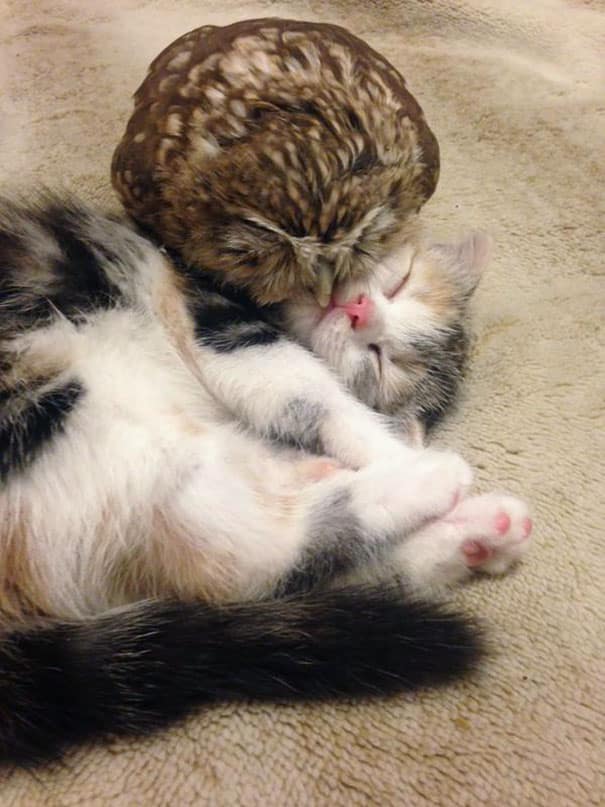 Kitten_And_Owlet_Become_Best_Friends_And_Nap_Buddies1