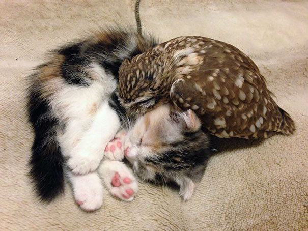 Kitten_And_Owlet_Become_Best_Friends_And_Nap_Buddies