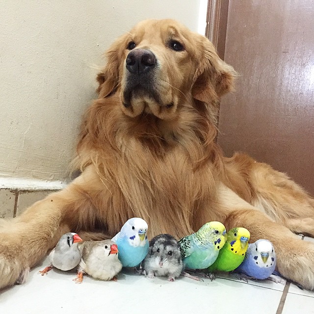 A_Dog_8_Birds_And_A_Hamster_Are_The_Most_Unusual_Best_Friends_Ever1