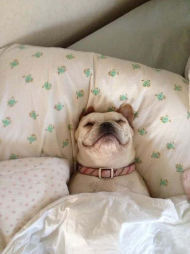 Adorable_Sleepy_Dogs_Who_Are_Ready_for_Bed_Right_Now2