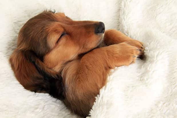 Adorable_Sleepy_Dogs_Who_Are_Ready_for_Bed_Right_Now1