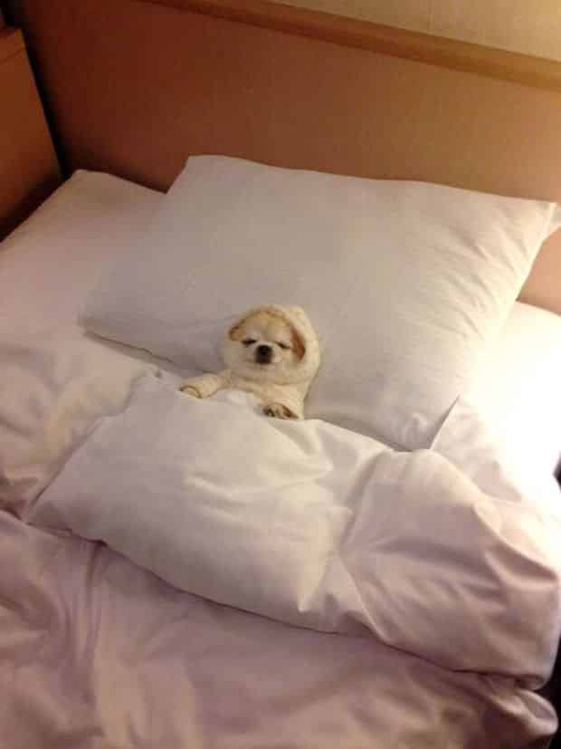 Adorable_Sleepy_Dogs_Who_Are_Ready_for_Bed_Right_Now3