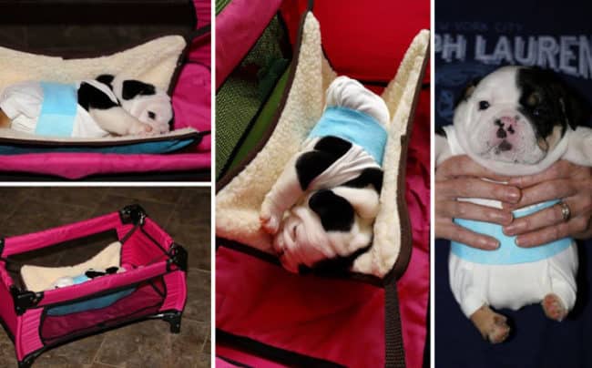 Half_A_Dog_Twice_The_Love_Rescued_Puppy_Born_With_2_Legs_Needs_Your_Help2