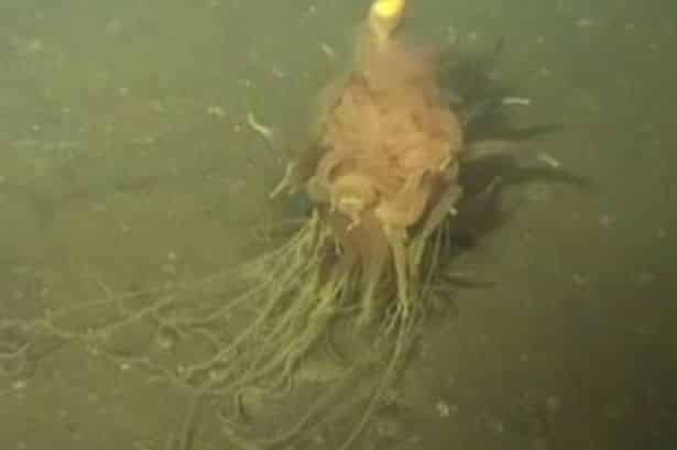 Flying_spaghetti_monster_sea_creature_discovered_living_thousands_of_feet_beneath_the_ocean2