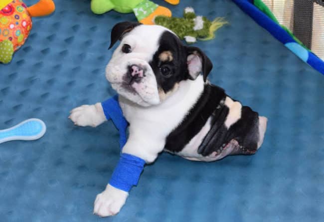 Half_A_Dog_Twice_The_Love_Rescued_Puppy_Born_With_2_Legs_Needs_Your_Help