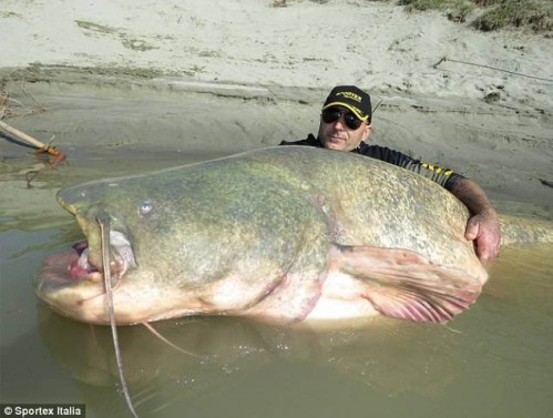 wels erwachsenen riesige fluss verschlucken mann dex1 kilo