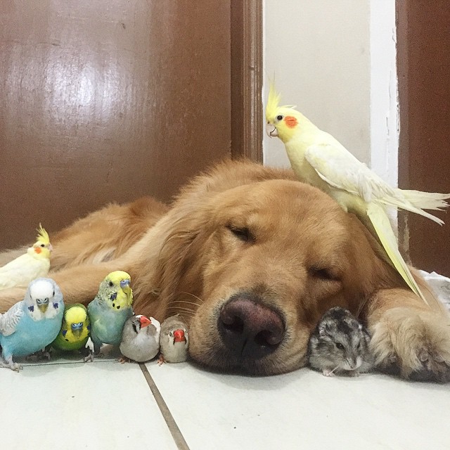 A_Dog_8_Birds_And_A_Hamster_Are_The_Most_Unusual_Best_Friends_Ever21