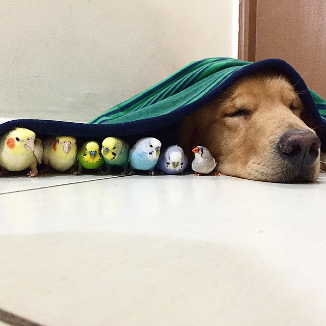 A_Dog_8_Birds_And_A_Hamster_Are_The_Most_Unusual_Best_Friends_Ever3