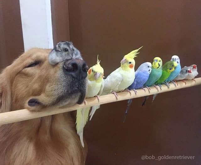 A_Dog_8_Birds_And_A_Hamster_Are_The_Most_Unusual_Best_Friends_Ever