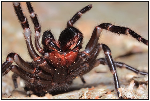 15_Reasons_Arachnophobes_Should_Skip_a_Trip_to_Australia15