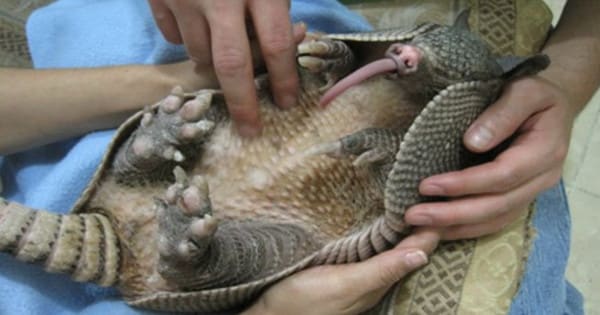 FLORIDA_MAN_FALLS_VICTIM_TO_LEPROSY_AFTER_SEX_WITH_ARMADILLO