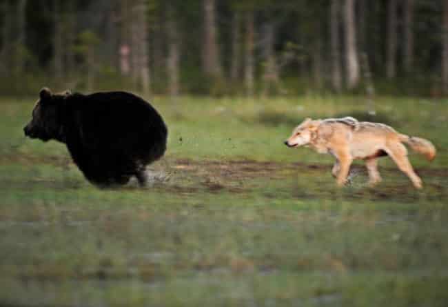 Unusual_Friendship_Between_Wolf_And_Bear_Documented_By_Finnish_Photographer3