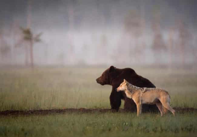 Unusual_Friendship_Between_Wolf_And_Bear_Documented_By_Finnish_Photographer