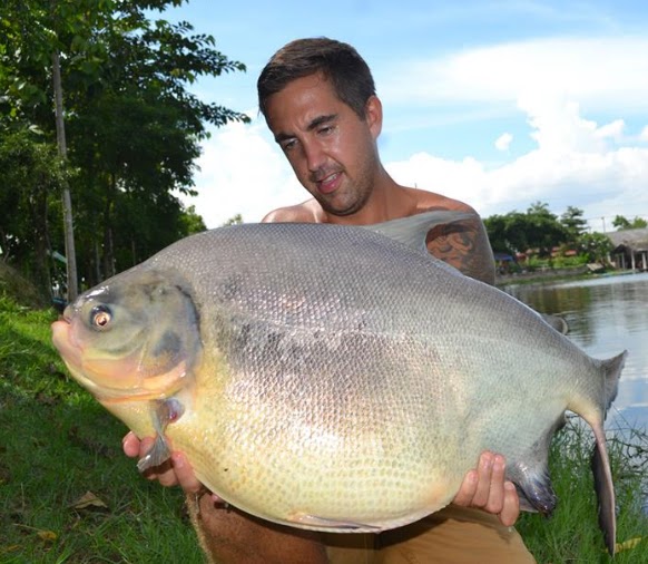 PACU (Piaractus mesopotamicus) mazon brasil world record biggest fish  world ever caught big huge fishes records largest monster fishing giant size images pictures