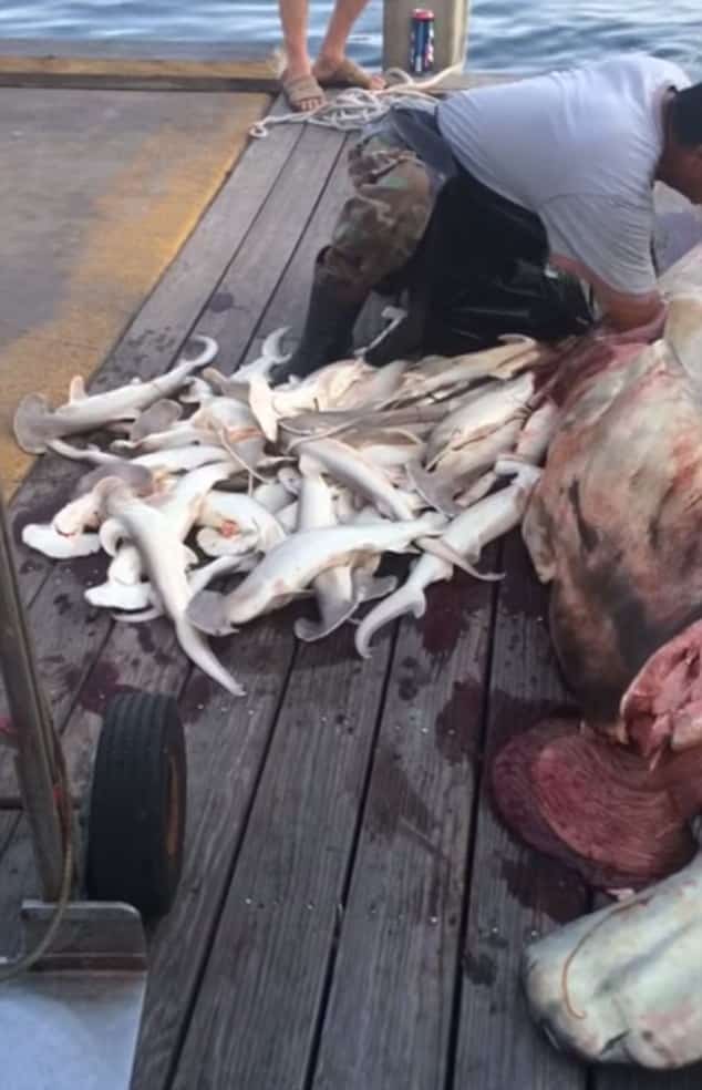 A_Fisherman_Removes_34_Dead_Baby_Sharks_From_Their_Mother’s_Body_After_She_Was_Killed_In_Florida._1