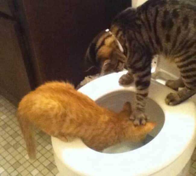 20_Pictures_Proving_That_Cats_Are_Jerks2