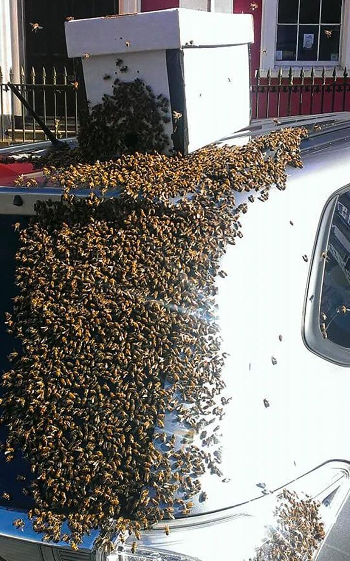 20 000 Bienen schwärmten um das Auto dieser Frau. Der Grund dafür ist...