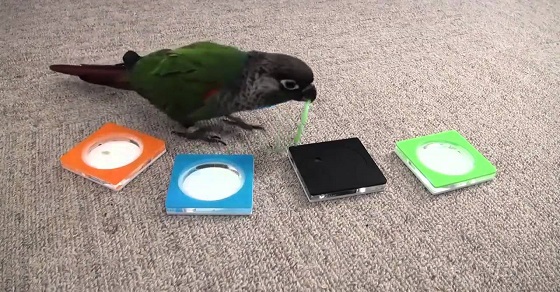 Wissenschaftler ließen einen Papagei einen IQ-Test für Menschen machen. Die Ergebnisse sind verblüffend!