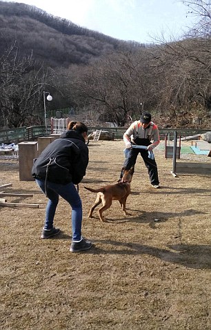 Korean cloned dogs arrive in Yakutia